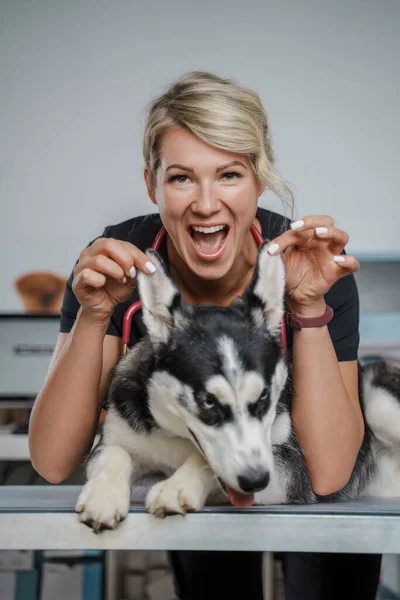Safkan Sibirya Köpeğinin Kulaklarını Tutan Kadın Veteriner Portresi — Stok fotoğraf