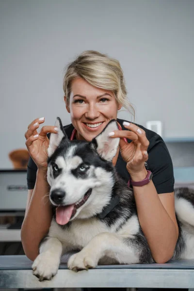 Portrait Vétérinaire Spécialiste Détenant Des Oreilles Chien Husky Sibérien Race — Photo