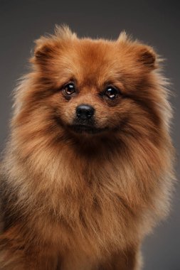 Gri arkaplana karşı mutlu safkan köpek yavrusu..