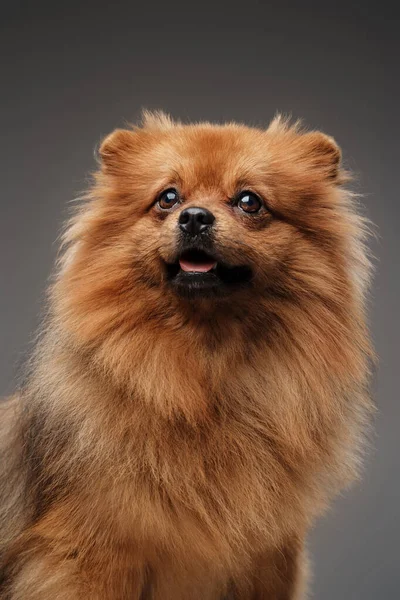 Studio Shot Του Απομονωμένο Γκρι Φόντο Μικρό Παιδί Απληστία Σκυλί — Φωτογραφία Αρχείου