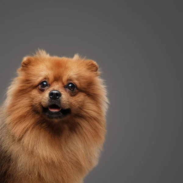 Shot Υπάκουος Μικρό Σκυλάκι Pomeranian Φυλή Καφέ Γούνα — Φωτογραφία Αρχείου