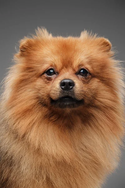 摄影棚拍摄可爱的小狗Spitz品种与棕色毛皮看着相机 — 图库照片