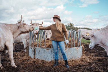 Kadın çiftçinin tarlada ineklerle beslenme fotoğrafı..