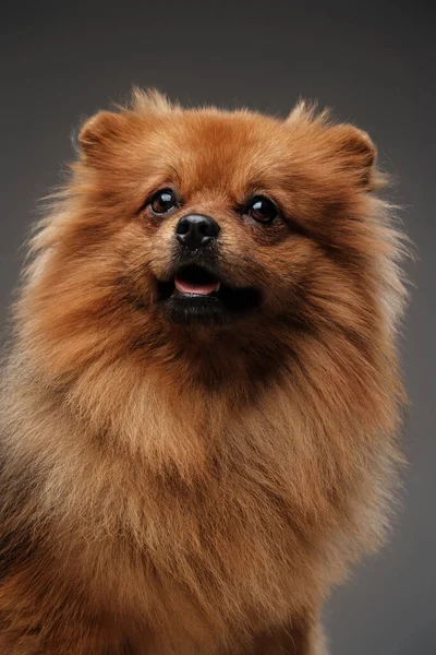Tiro Raça Pomeranian Cãozinho Raça Pura Feliz Contra Fundo Cinza — Fotografia de Stock