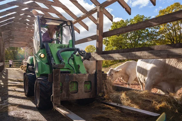 Disparo Mujer Agricultora Conduciendo Vehículo Para Trabajar Granja Manada Vacas — Foto de Stock