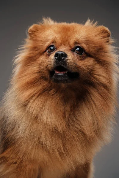 Shot Happy Καθαρόαιμο Σκυλάκι Pomeranian Φυλή Κατά Γκρι Φόντο — Φωτογραφία Αρχείου