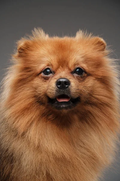 摄影棚拍摄可爱的小狗Spitz品种与棕色毛皮看着相机 — 图库照片