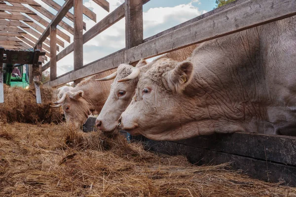 Prise Vue Une Femme Travaillant Ferme Occupant Troupeau Vaches Dans — Photo