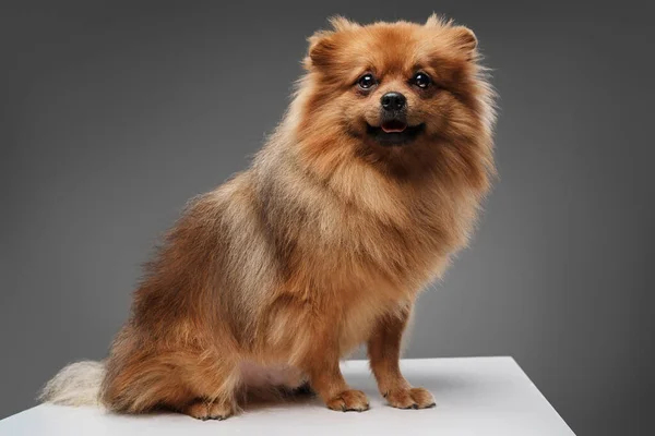 Studio Shot Του Pediapy Μικρό Σκυλί Pomeranian Φυλή Που Απομονώνονται — Φωτογραφία Αρχείου