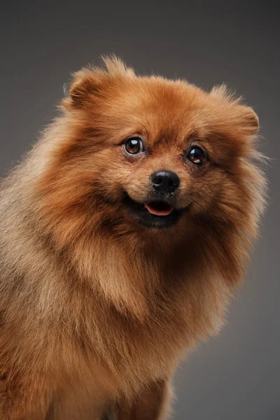 Studio Shot Του Απομονωμένο Γκρι Φόντο Μικρό Παιδί Απληστία Σκυλί — Φωτογραφία Αρχείου