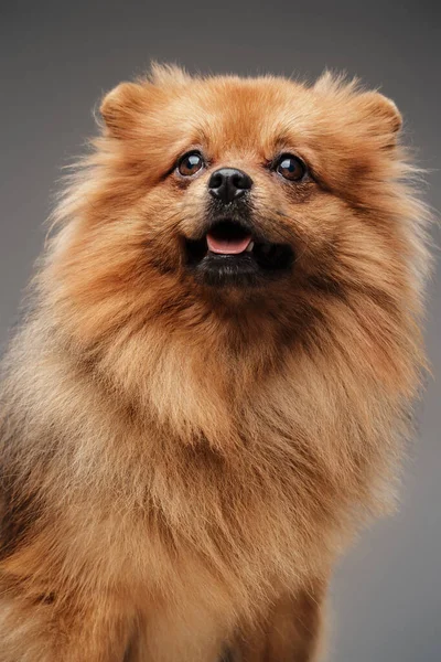 Estúdio Tiro Isolado Fundo Cinza Pequena Raça Spitz Cão Pedigreed — Fotografia de Stock