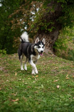 Yazın ormanda yürüyen neşeli evcil köpek Eskimo cinsi..
