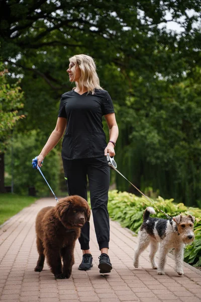 Снимок Женщины Гуляющей Парке Выходные Двумя Собаками Педиками — стоковое фото