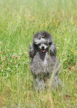 Yeşil çimenlerin üzerinde oyuncak fino köpeği
