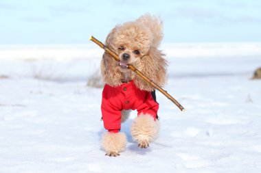 minyatür fino köpeği ile kuru bir dal çalış
