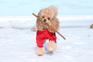 Miniature poodle plays with a dry branch clipart