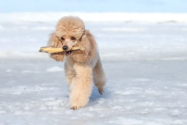 Poodle em miniatura joga com um galho seco — Fotografia de Stock