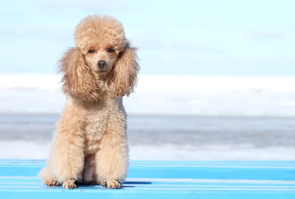 Miniatyr poodle porträtt — Stockfoto