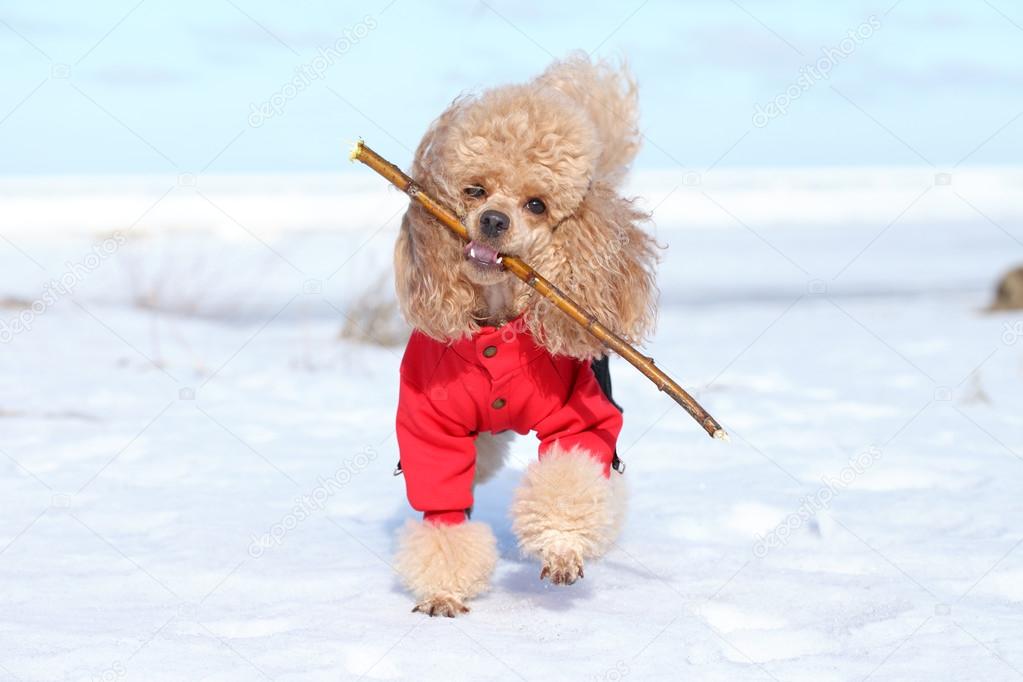 Miniature poodle plays with a dry branch