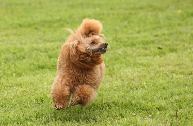 oyuncak fino köpeği çayır üzerinde çalışır