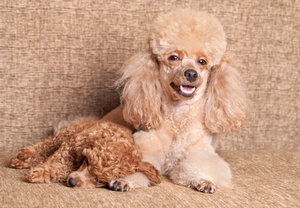 Poodle mother lying near puppy — Stock Photo, Image