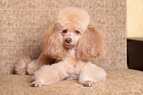 Μινιατούρα poodle σκυλί που βρίσκεται — Φωτογραφία Αρχείου