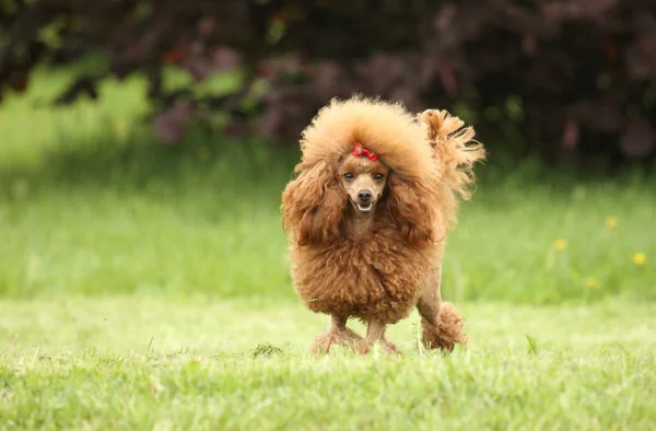 Yeşil çimenlerin üzerinde oyuncak fino köpeği — Stok fotoğraf