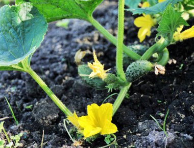 küçük genç salatalık bahçesinde çiçek