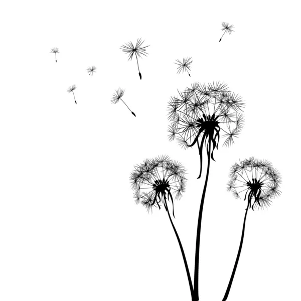 Dandelions — Stock Vector