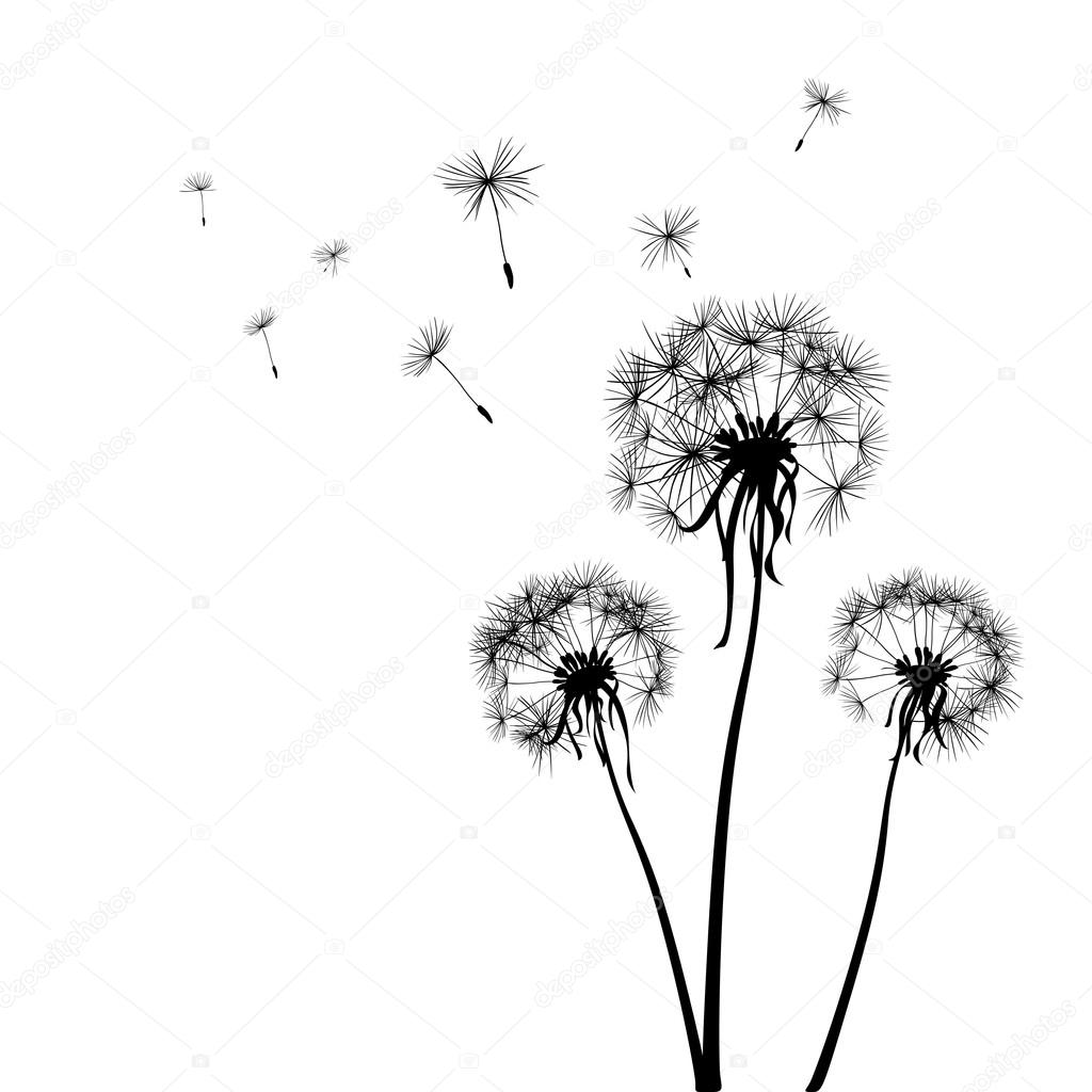 Dandelions