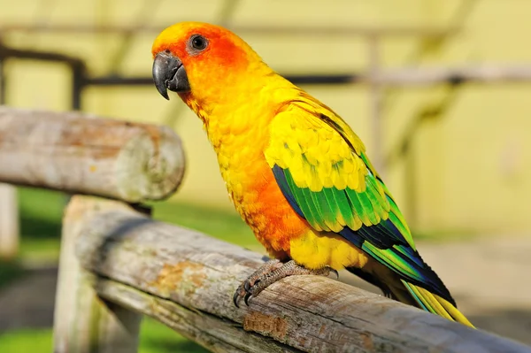 緑の翼を持つ熱帯の黄色いオウム, — ストック写真