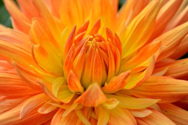 turuncu-sarı yaprakları Dahlia. yakın çekim.