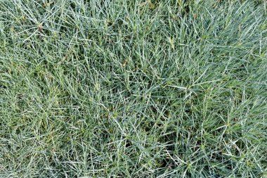 Bahçe yeşil bitkiler