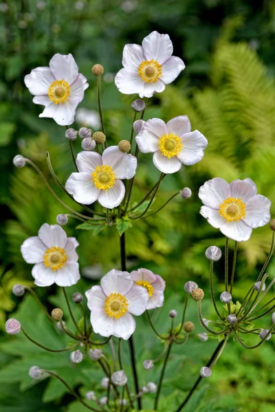 Small white flowers with garden background. — Stock Photo, Image