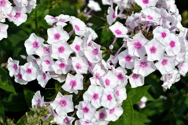 Kvetoucí Phloxe v zahradě — Stock fotografie