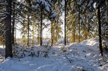 güneşli kış orman ile peyzaj.