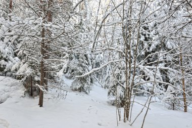 Kış orman manzarası.