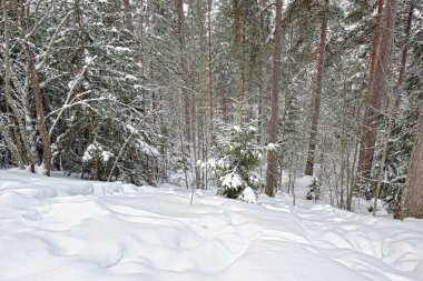 Kış orman manzarası