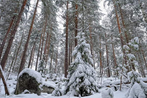 Vinterskog landskap. — Stockfoto