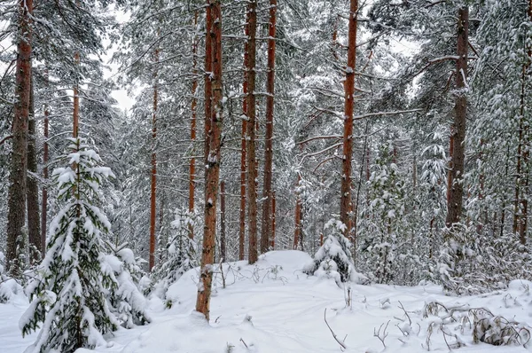 Bosque de invierno paisaje. —  Fotos de Stock