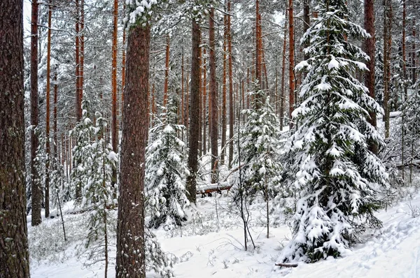 Bosque de invierno paisaje. —  Fotos de Stock