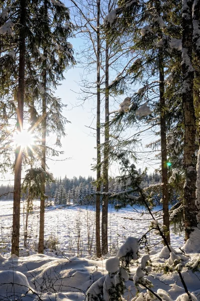 Landskap med vintern soliga skog. — Stockfoto