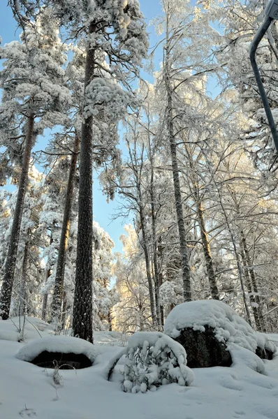 Paisaje con bosque soleado de invierno . —  Fotos de Stock