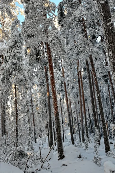 Landskap med vintern soliga skog. — Stockfoto