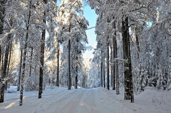 Landscape with winter sunny forest. — Stock Photo, Image