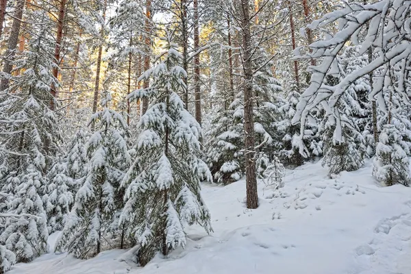 Soliga skog vinterlandskap. — Stockfoto