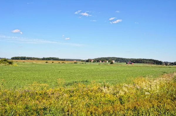 Sommerlandschaft auf der Wiese . — Stockfoto