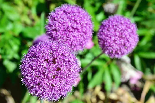 Lilac garden flower — Stock Photo, Image