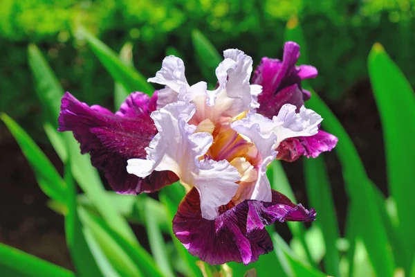 Big beautiful multicolor iris in the garden — Stock Photo, Image