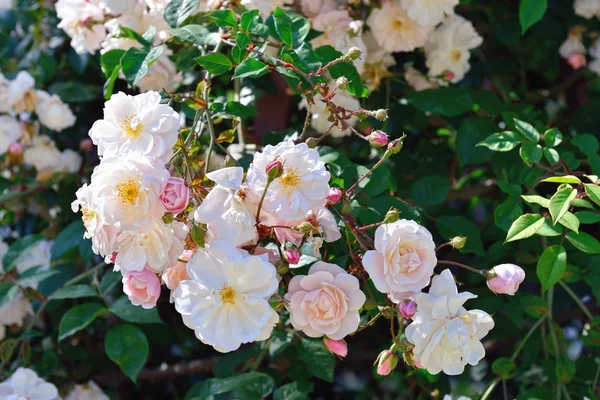 灌木在花园里的白玫瑰 — 图库照片